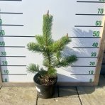 Borovica čierna (Pinus nigra) ´OREGON GREEN´ – výška: 40-60 cm, kont. C5L